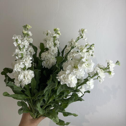 Метиолла белая 9