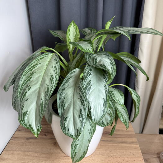 Аглаонема Сильвер Бэй Aglaonema Silver Bay