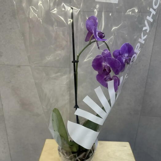 Орхидея Фаленопсис (Phalaenopsis) — Малиновый акцент
