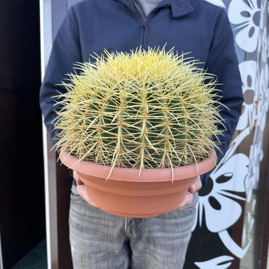 Огромный кактус 🌵
