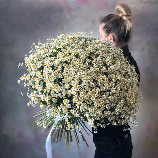 Daisies