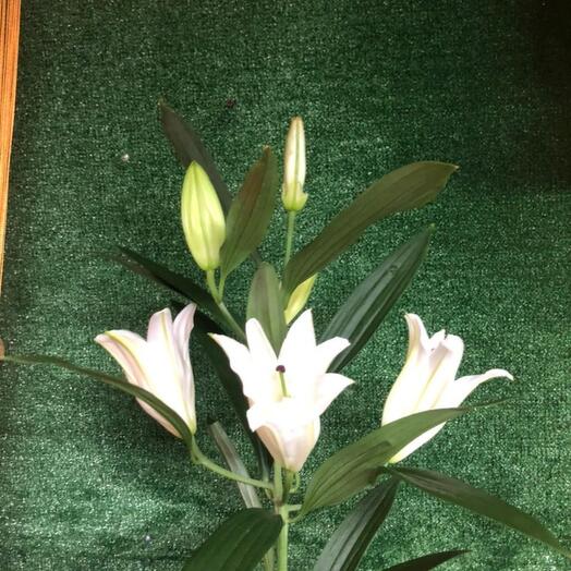 White Lily