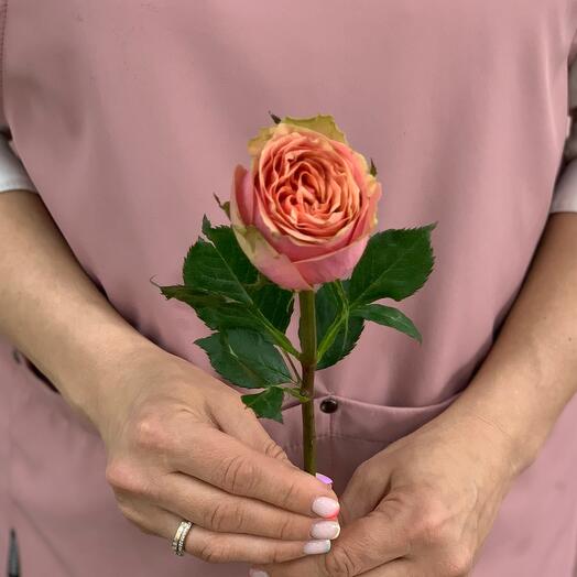 Rosa de una sola cabeza "Wild Bow"
