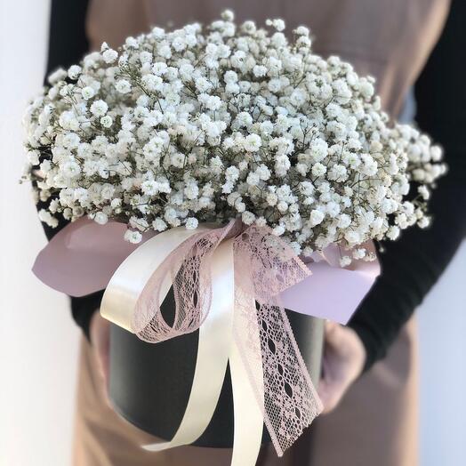 Gypsophila in a Box
