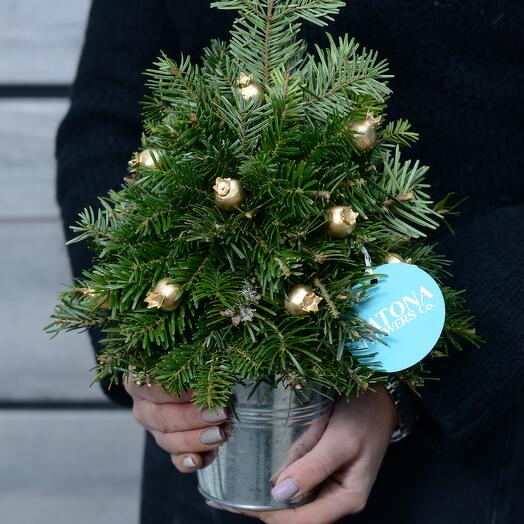 Елочка маленькая