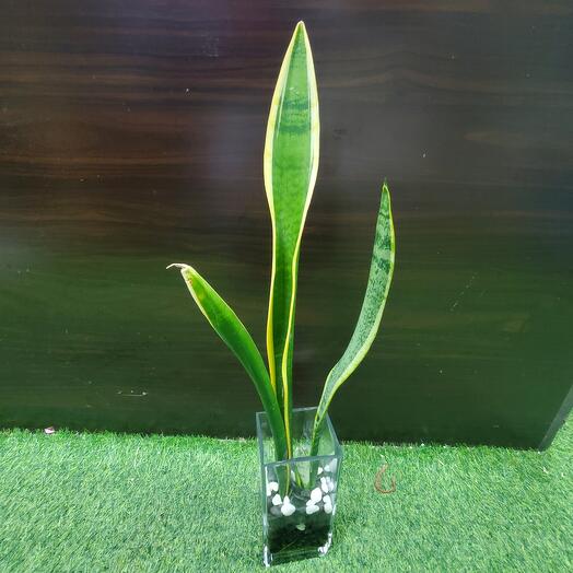 Sansevieria