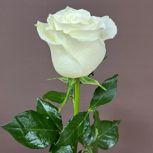 Snow-white rose "Avalange"