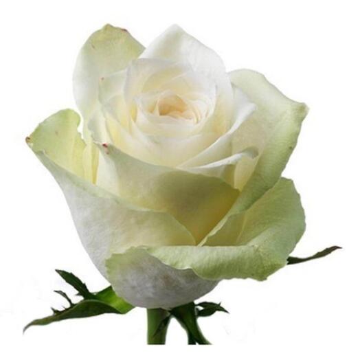 Roseta De Atenea