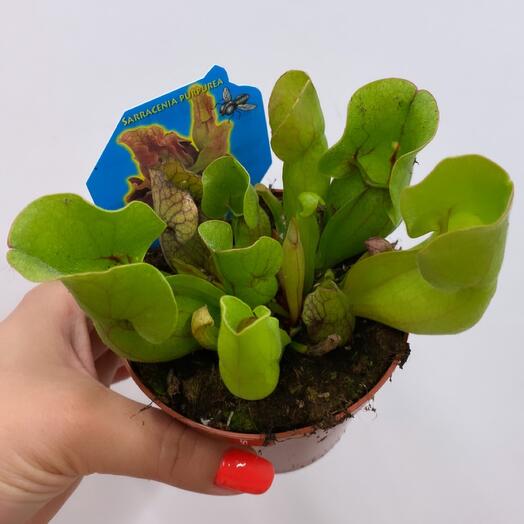 Комнатное растение Саррацения (хищное растение)