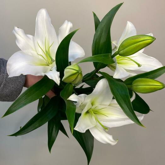 Lily Oriental