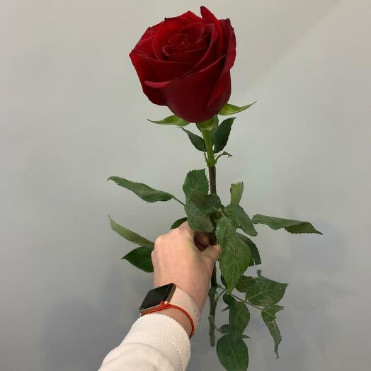 Роза Эквадор 70см
