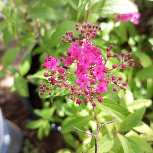 Spirea Neon Flash plántula