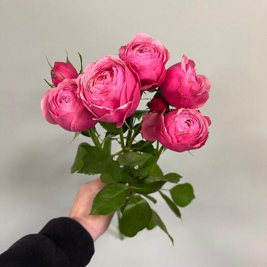 🕊️Ramo cumplido de peonía rosa arbusto