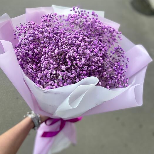 Gypsophila lila