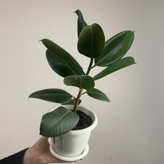 Ficus robusta