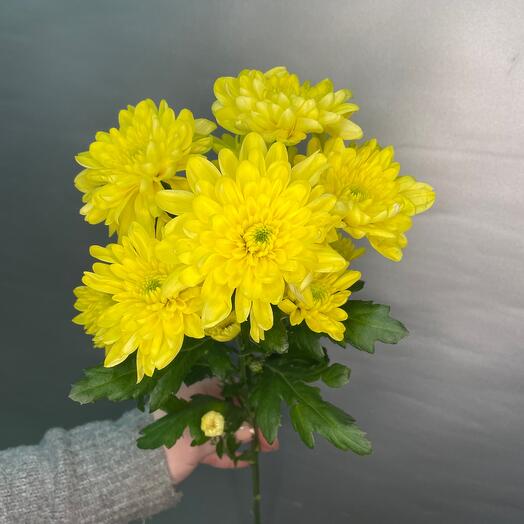 Crisantemo amarillo arbusto