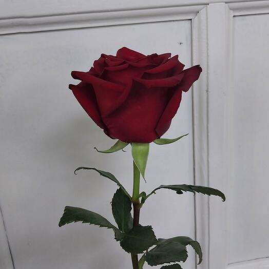 Большая длинная голландская роза