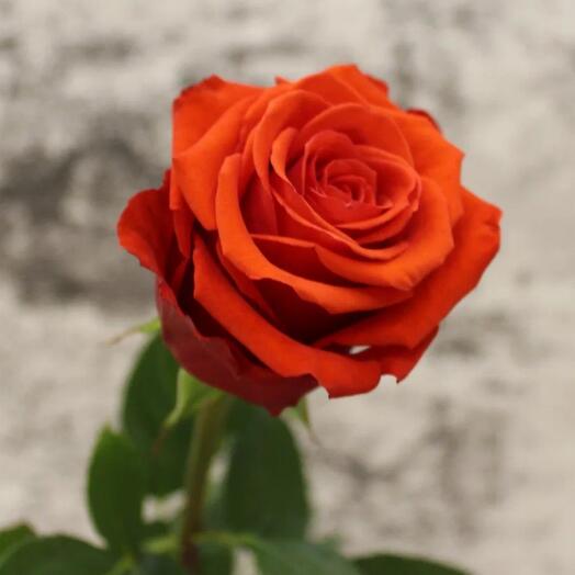 Rose Ecuador Nina 60 cm