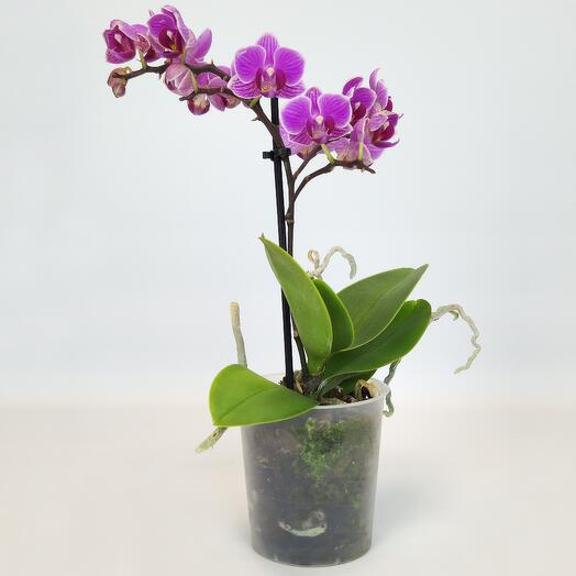 Orchid "Purple" (phalaenopsis), D-9