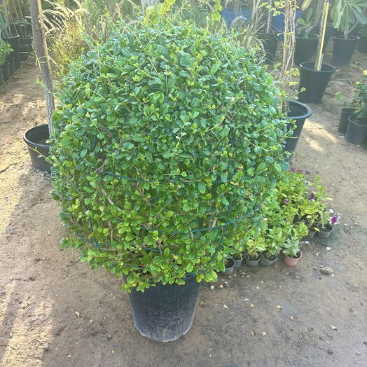 Ehretia Microphylla Ball Shape