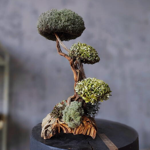 Bonsai de Cetraria con Romero