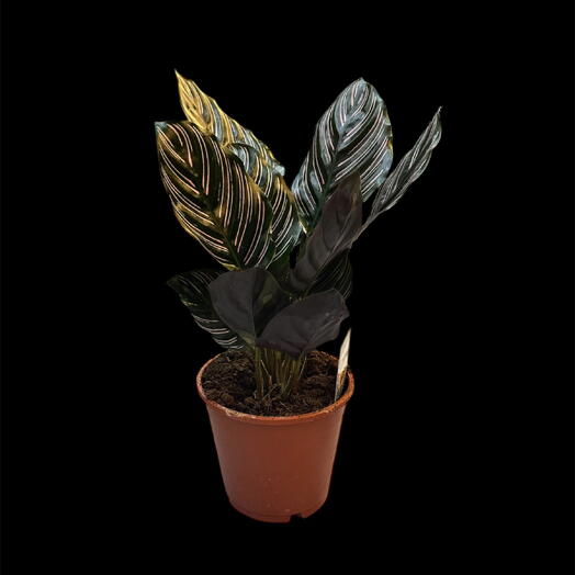 Calathea Ornata