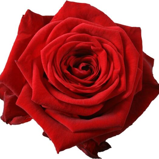Red Rose, Russia 60 cm