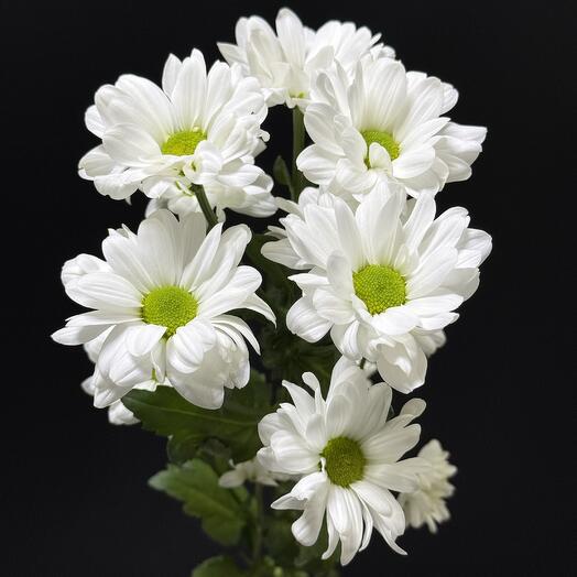 Белая Хризантема Ромашковая