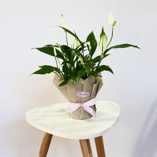 Спатифиллум в подарочной упаковке
