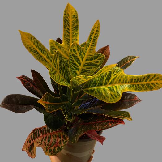 Croton