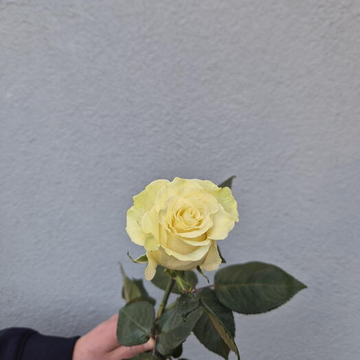 Fehér Rózsa-9 darab közül választhat