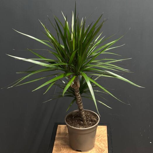 Драцена Маргарита 17см