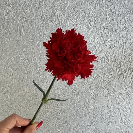 Красная гвоздика