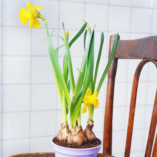 Нарциссы в кашпо желтый