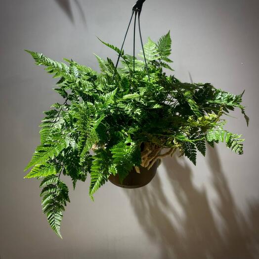 Папоротник Даваллия