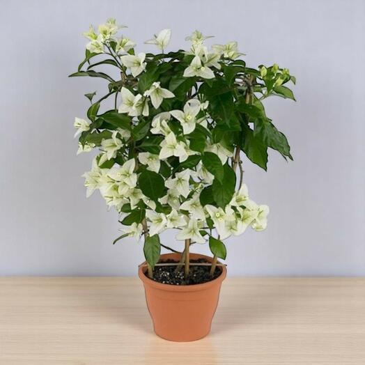 Bougainvillea