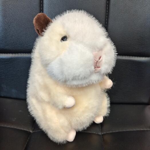 Морская свинка