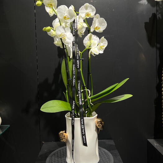 Orquidea Phalaenopsis en maceta