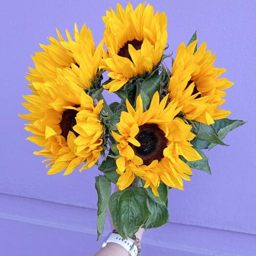Girasoles