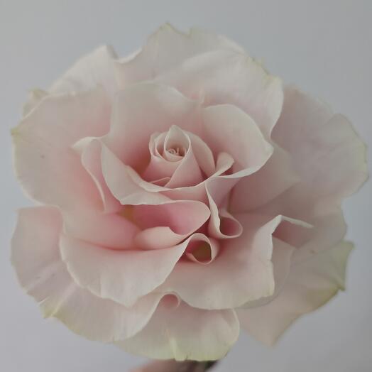 Rose Ecuador Pink Mondial