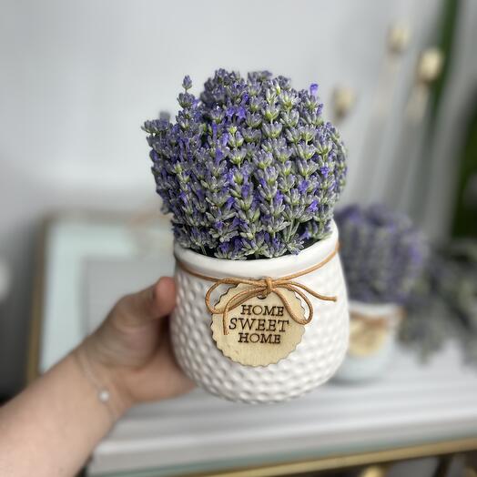 Lavanda en una maceta cerámica blanca