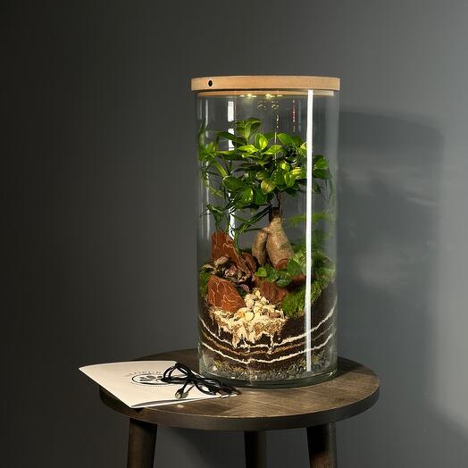 Большой Флорариум с бонсай «Аполлион М» с подсветкой