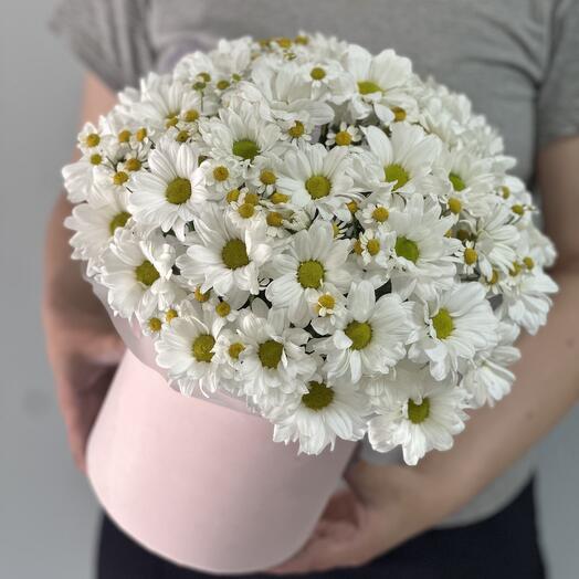 Ромашковое поле 🌸
