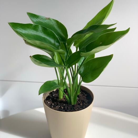 Комнатное растение стрелиция "Регина" в пластиковом кашпо