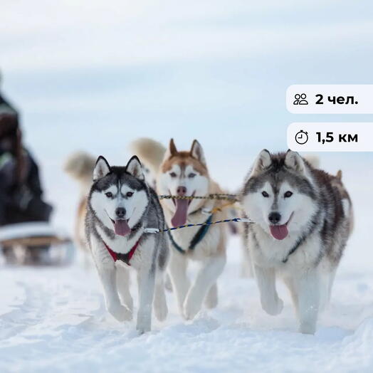 The dog is smiling. Dog sledding for parent and child