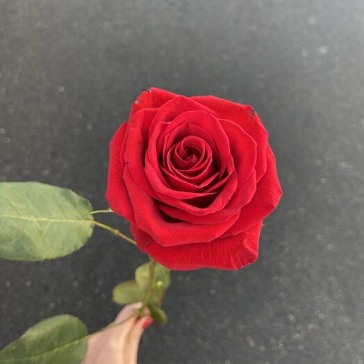 Роза Фридом