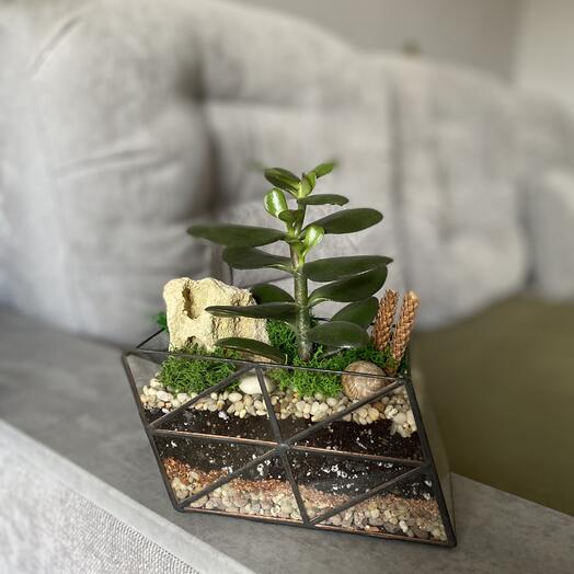 Флорариум «Склон» с денежным деревом подарок папе