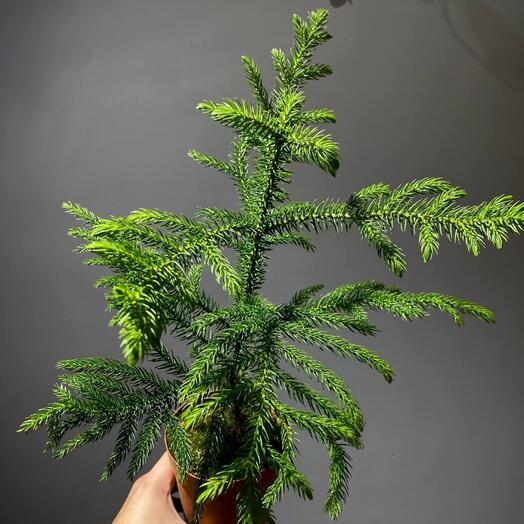 Араукария Хетерофилла