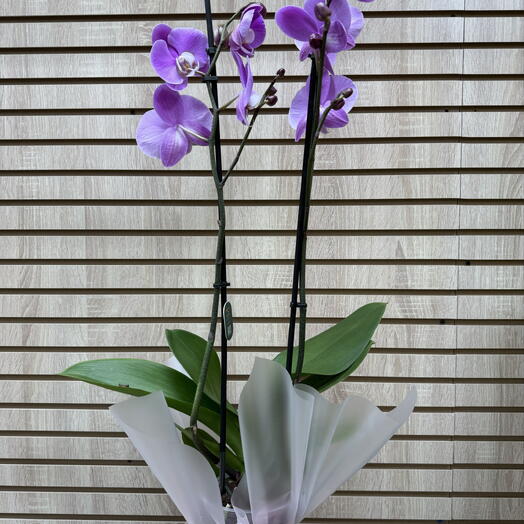 Сиреневая орхидея- фаленопсис