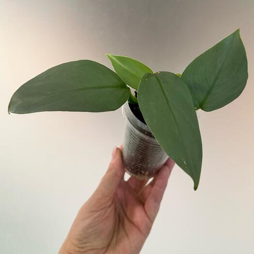 Филодендрон Хастатум Сильвер Квин